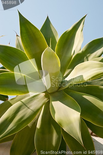 Image of Green leaves of exotic plant