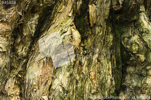 Image of wood background