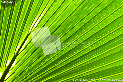 Image of Beautiful green palm leaf background with backlighting 