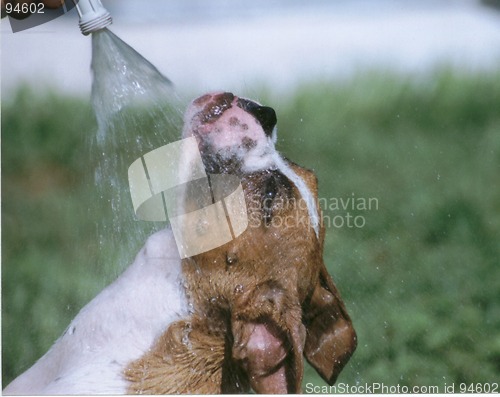 Image of Hosing Down the Dog