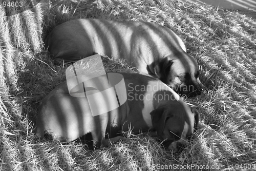 Image of Dogs on Hay