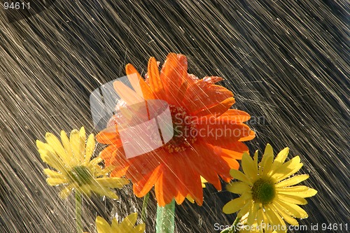 Image of Rain on Flowers