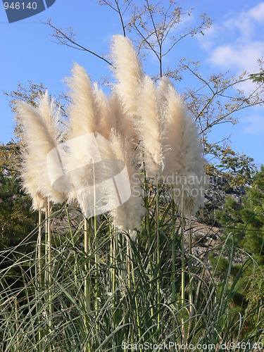 Image of Pampas grass.