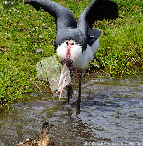 Image of Marabou