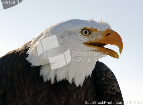 Image of Bald eagle