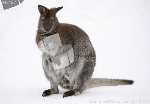 Image of Kangaroo