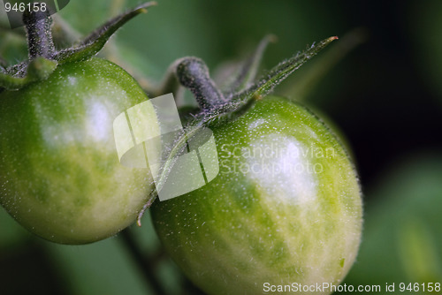 Image of Green Tomatoes