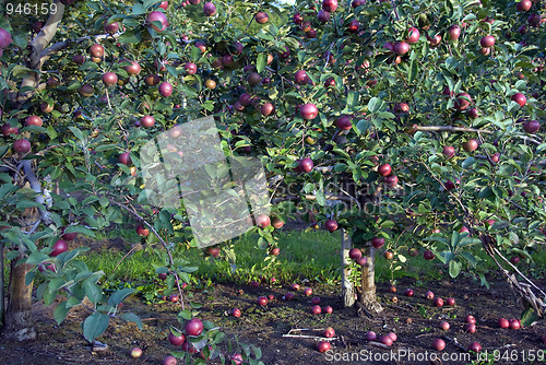 Image of Apple tree