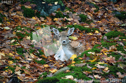 Image of Deer
