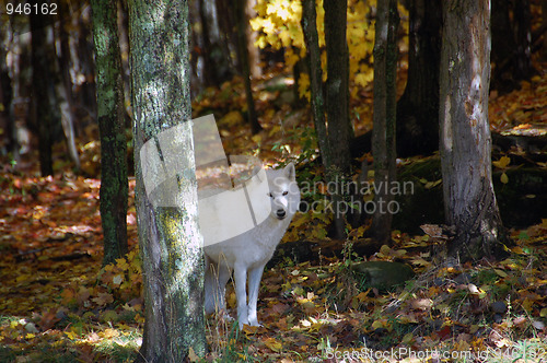 Image of Arctic Wolf