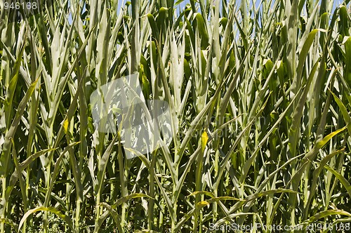 Image of Cornfield