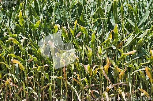 Image of Cornfield