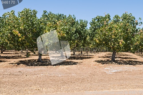 Image of Pistachios