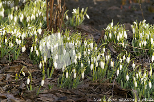 Image of flowers