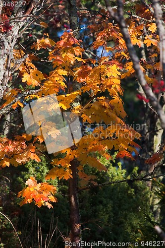 Image of fall leaves