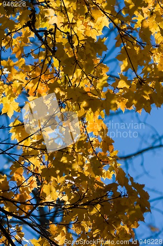 Image of fall leaves