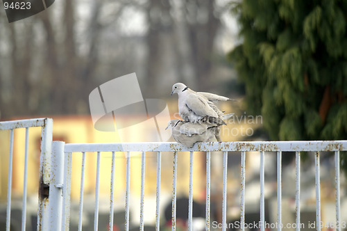 Image of pigeon