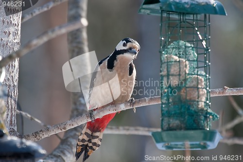 Image of wood pecker