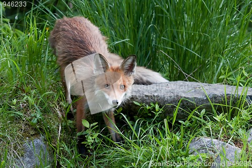 Image of staring fox