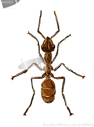 Image of ant