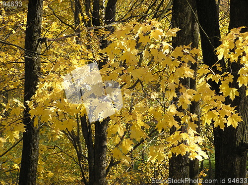Image of Yellow maple