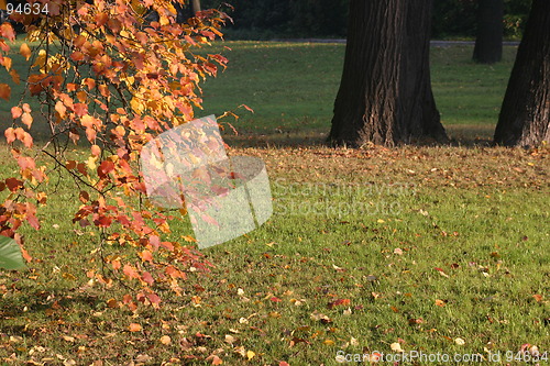 Image of autumn park