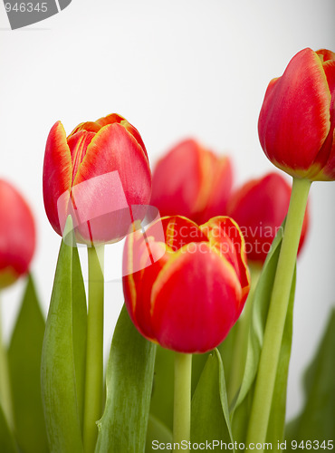 Image of Orange Tulips