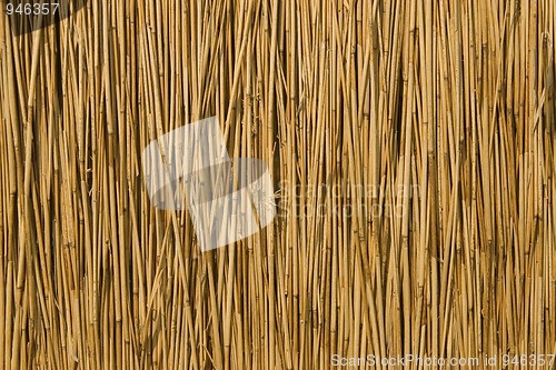 Image of texture of cane dry