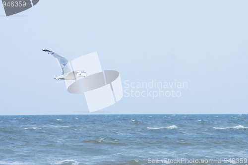 Image of flying seagull