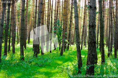 Image of summer forest 