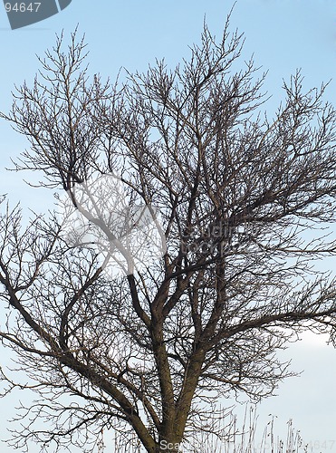 Image of branch