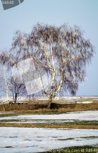 Image of tree