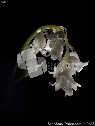 Image of White Blue Bells