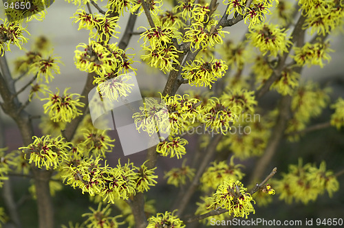 Image of plant