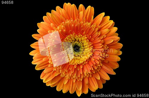 Image of Daisy flower 1