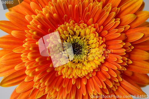 Image of Daisy flower 2