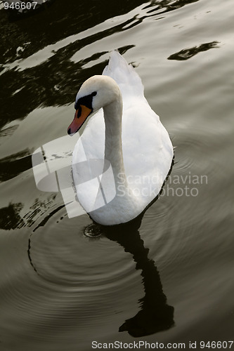 Image of White swan