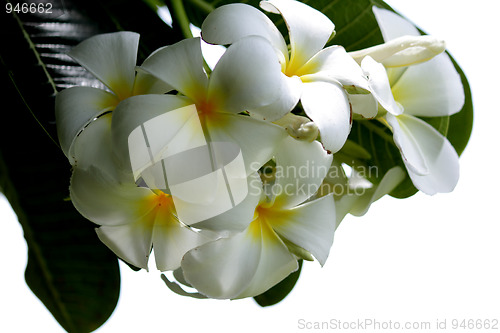 Image of Flower Background White