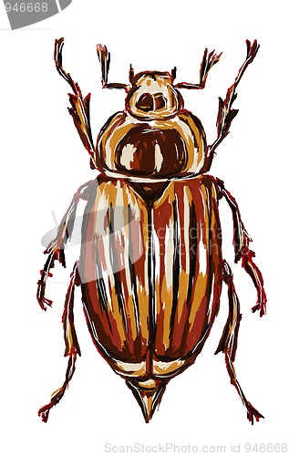 Image of cockchafer