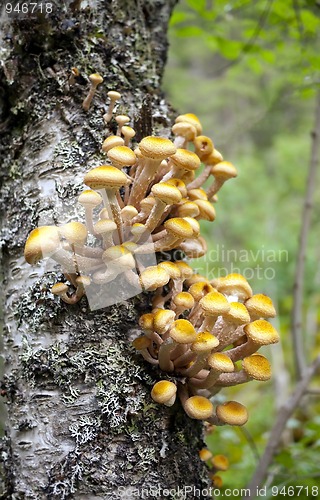 Image of mushroom growing  on a tree