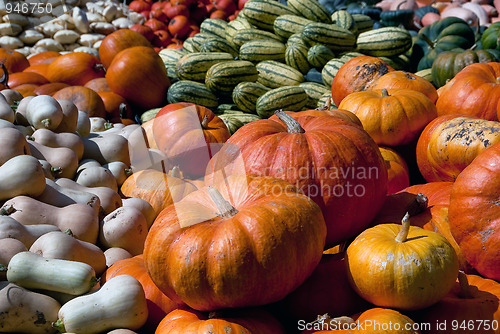 Image of Squash