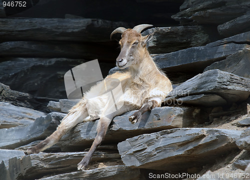 Image of Himalayan Tahr