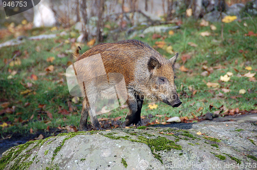 Image of Wild Boar