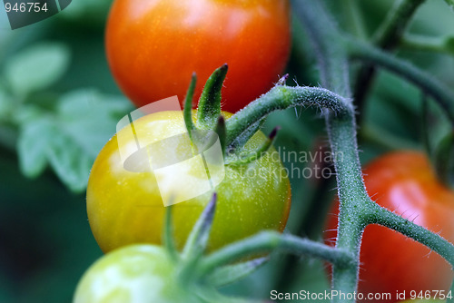 Image of Tomatoes
