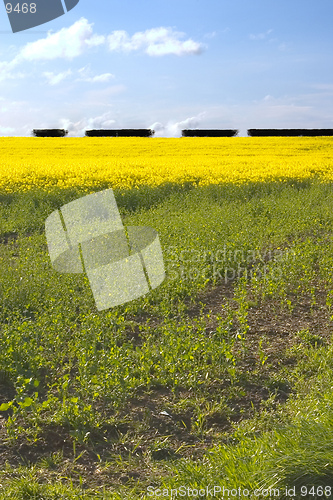 Image of Rapeseed 1