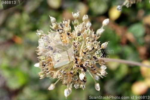 Image of Seeds in Autumn