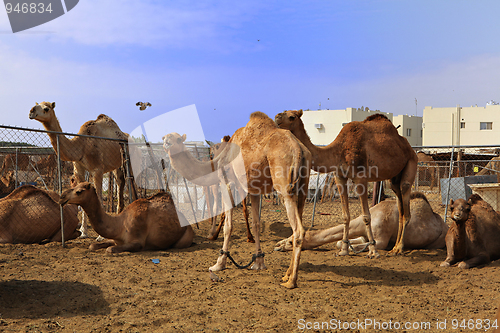 Image of Camels at Doha market