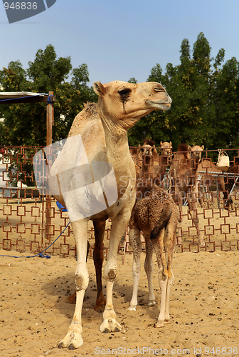 Image of Mother camel