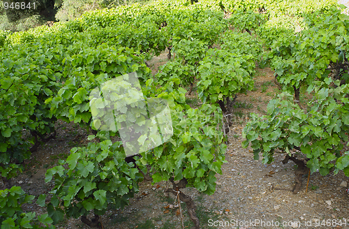 Image of Viticulture in Greece