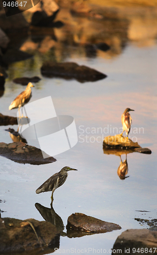 Image of Little bittern Ixobrychus minutus